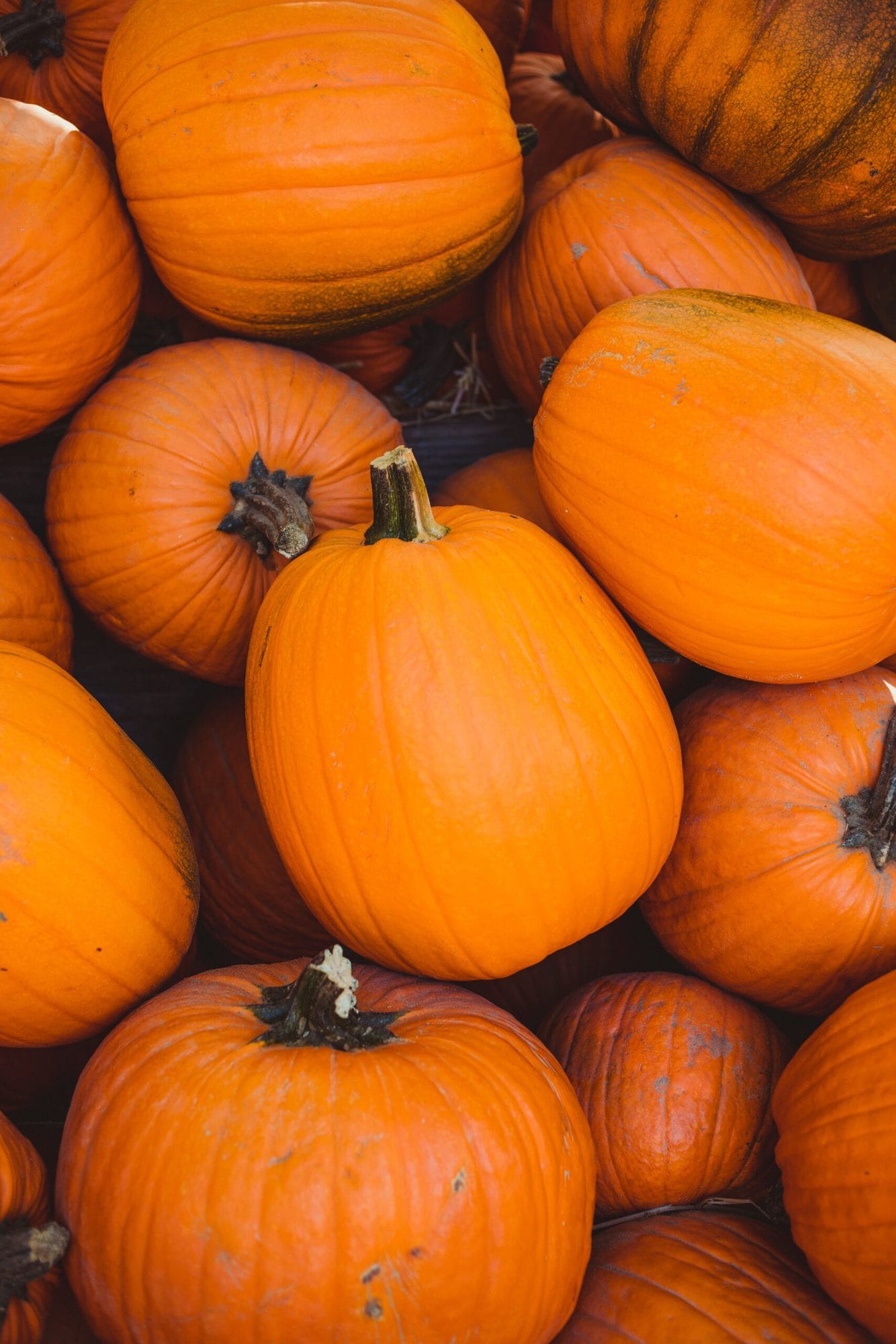 Pile of orange pumpkins waiting to be carved.