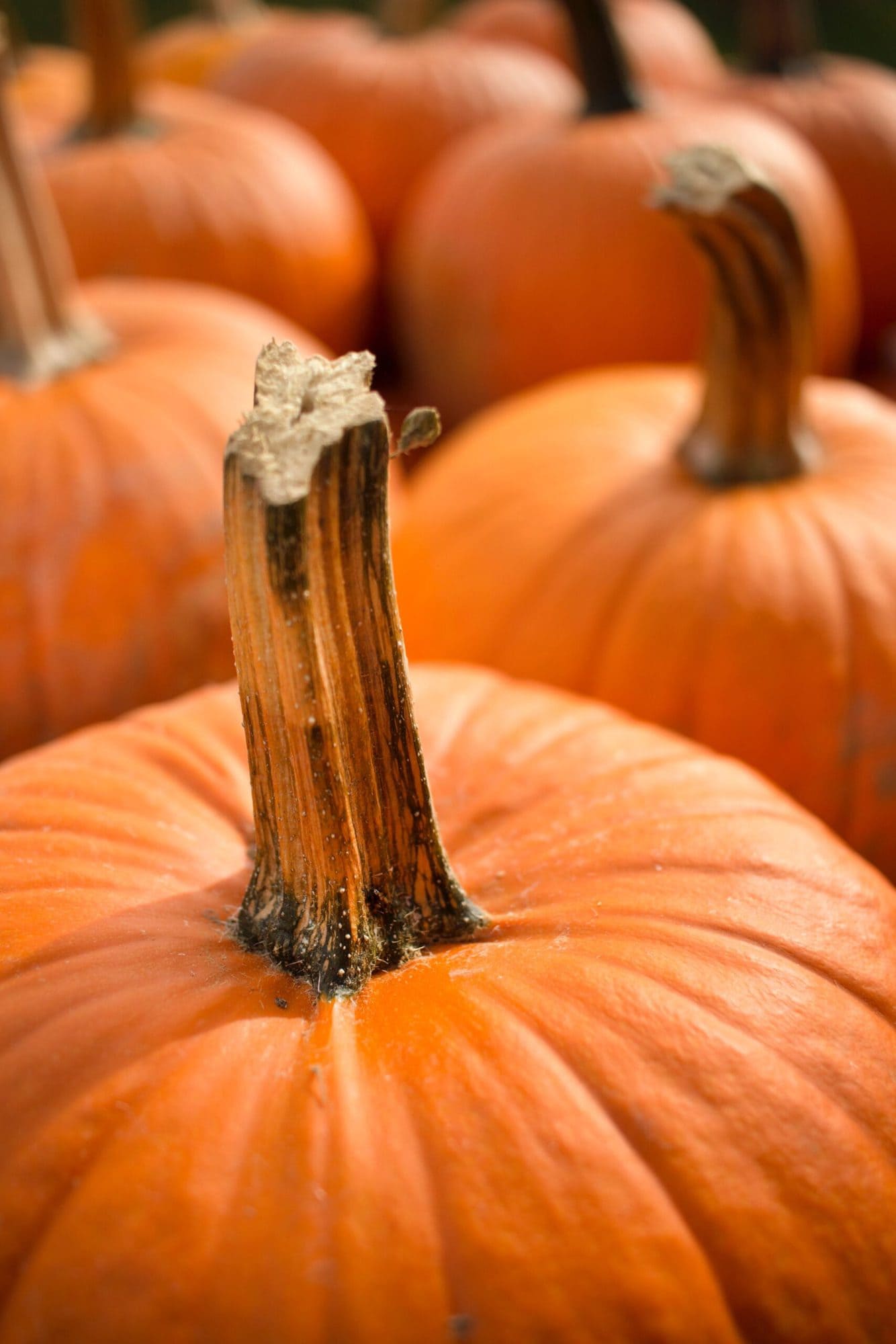 Upclose picture of pumpkin stem.