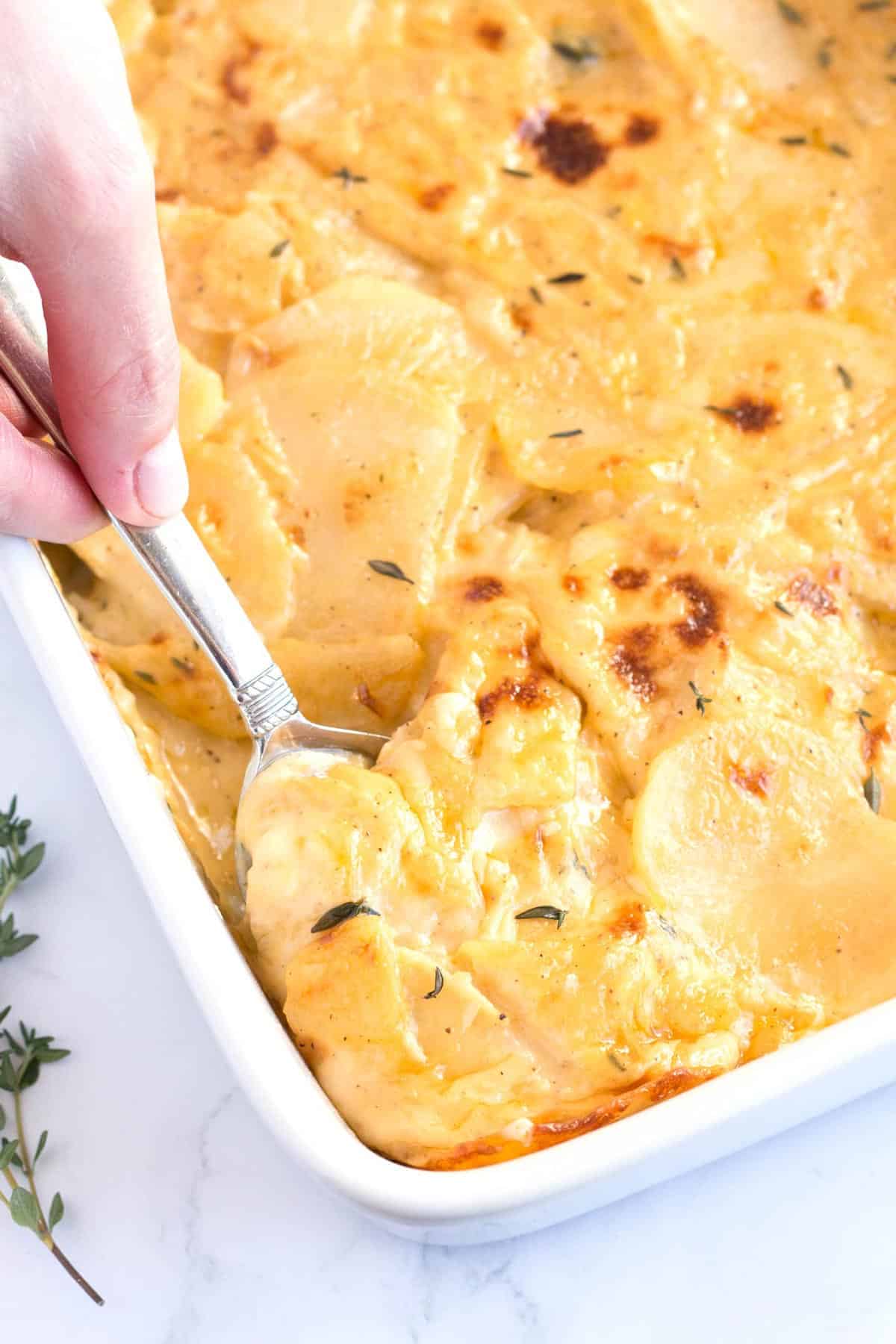 Spoon scooping scalloped potatoes laden with cheese.