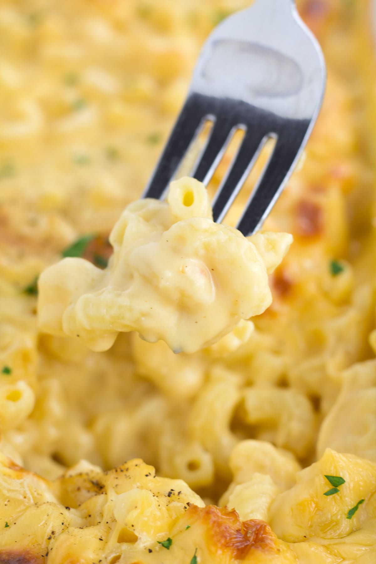 Fork full of elbow noodles in a classic macaroni and cheese sauce.